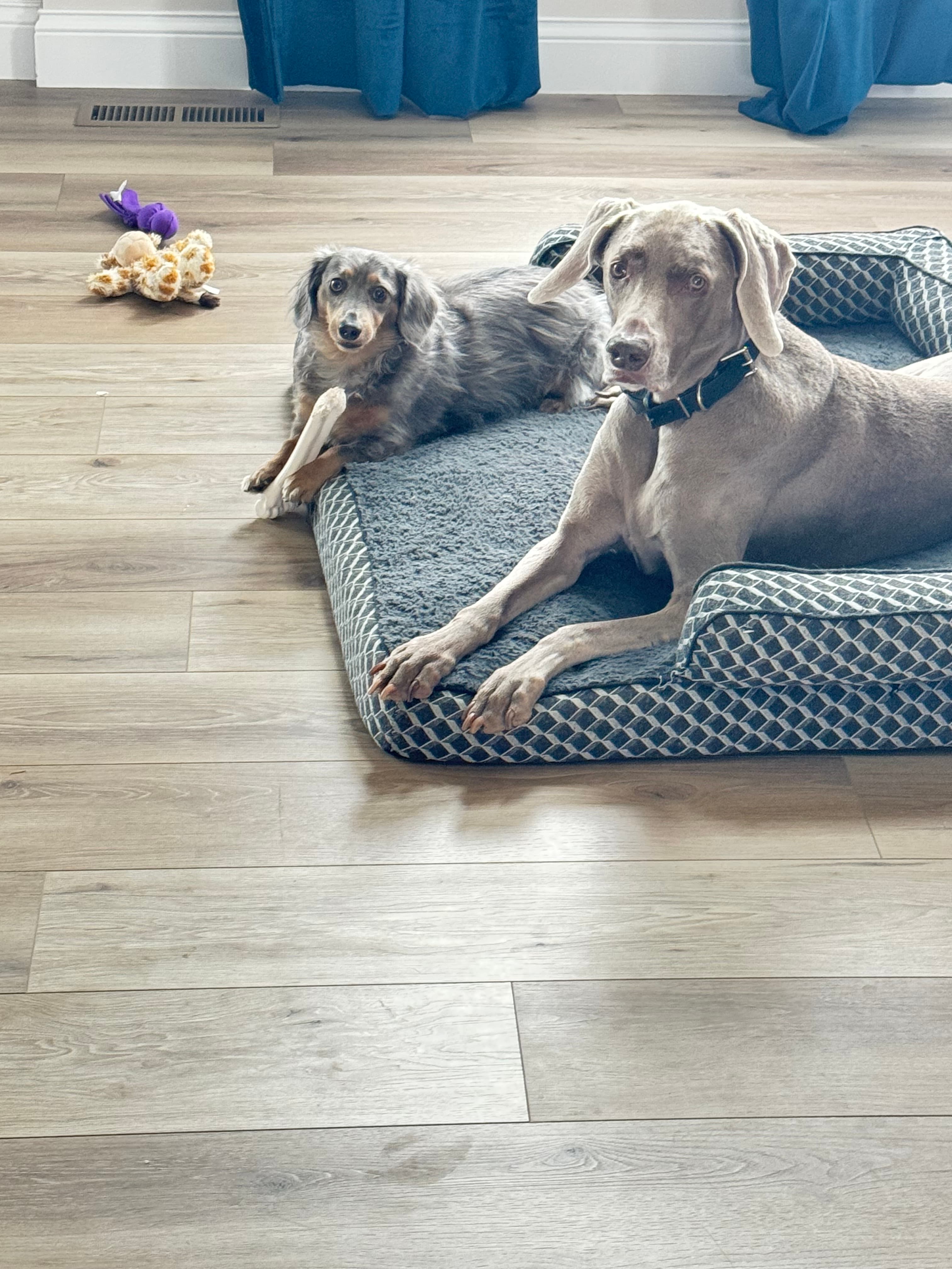 Belle the Weimaraner - Chief Nap Officer