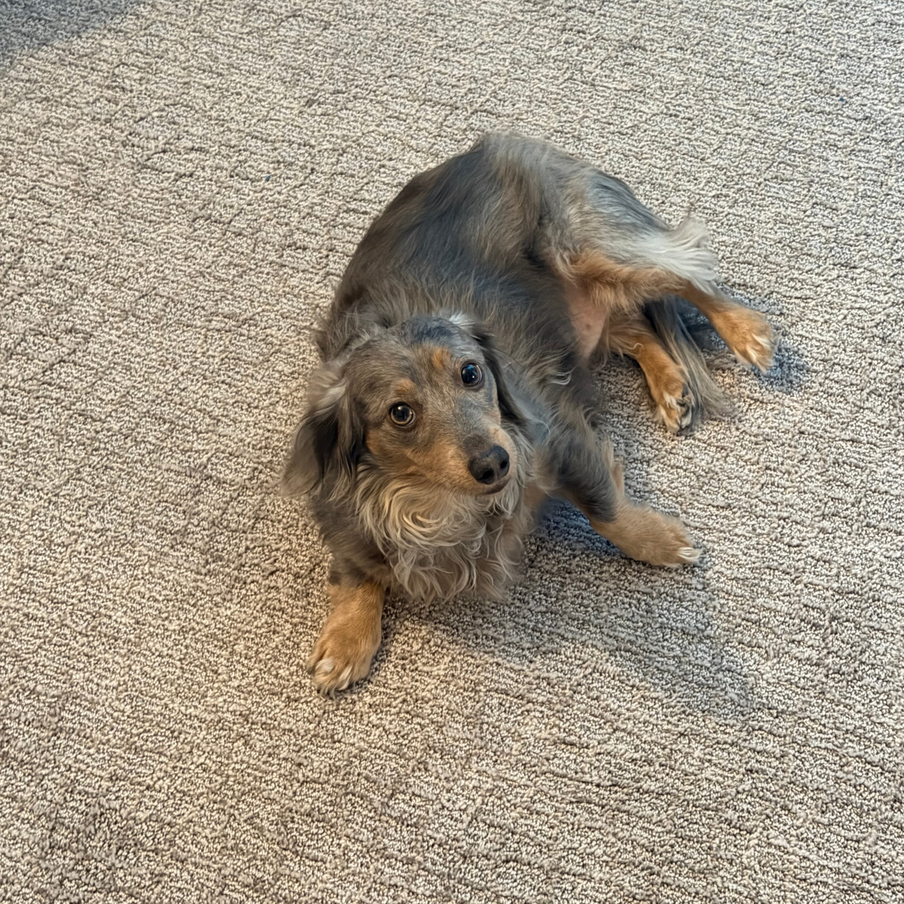 Blue the Dachshund - Head of Couch Security